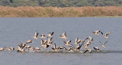 Sukhna Lake Declared Eco-Sensitive Zone