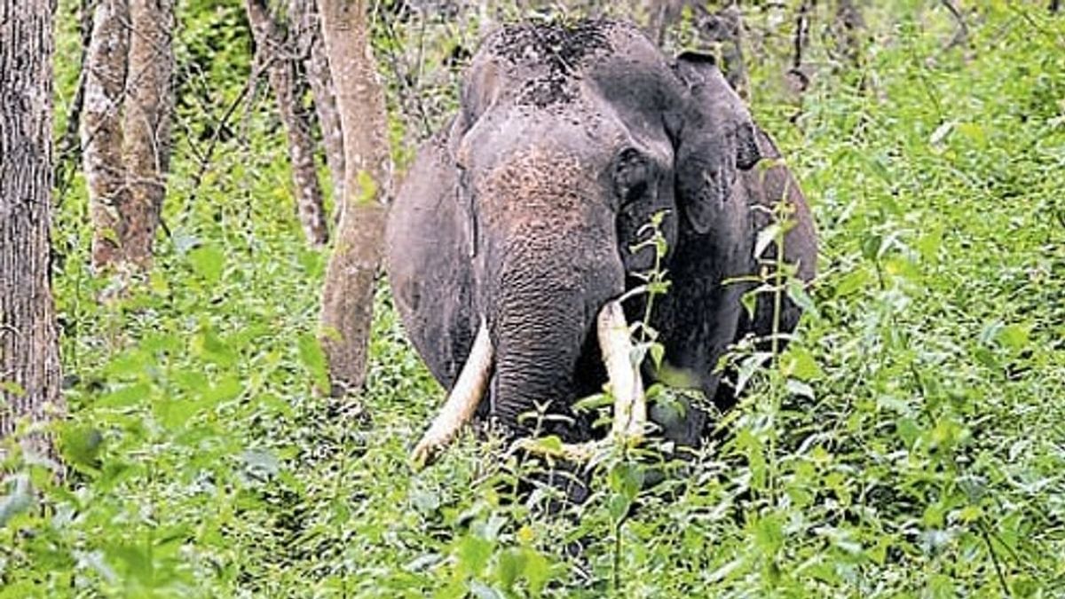 Death in Wayanad: What is behind Kerala's rising human animal conflict