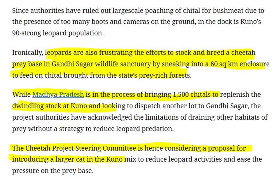Chital stock dwindling in Kuno, plan to move out excess cheetahs