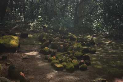 Preserving India's Sacred Groves: Biodiversity and Climate Mitigation