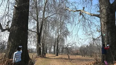 Digital Tree Aadhar Initiative: Preserving Kashmir's Iconic Chinar Trees
