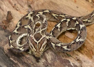 Rare Common Cat Snake Spotted in Valmiki Tiger Reserve