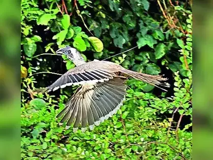 Indian Grey Hornbill Successfully Reintroduced to Gujarat's Gir Forest After 60 Years