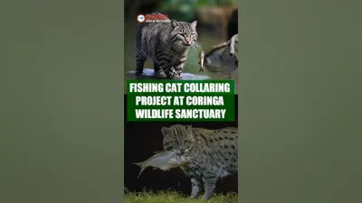 India's First Fishing Cat Collaring Project Launched at Coringa Wildlife Sanctuary