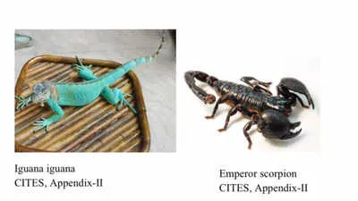 Madhya Pradesh STSF Seizes Exotics Under New Wildlife Protection Rules