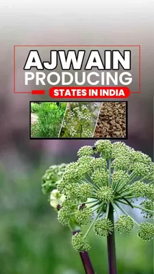Top 5 Ajwain Producing States in India