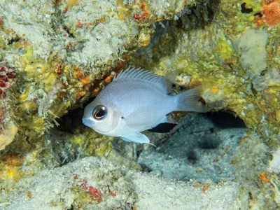 Discovery of a New Damselfish Species: Chromis abadhah in the Maldives