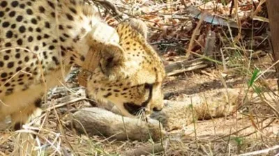 Madhya Pradesh Plans New Home for Cheetahs