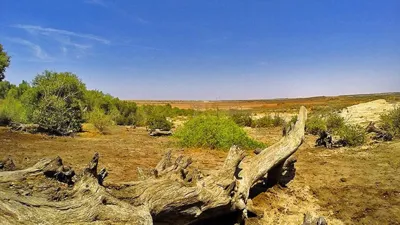 Gujarat Declares Guneri Village's Inland Mangrove as First Biodiversity Heritage Site