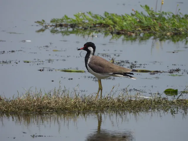 India's Jai Prakash Narayan Bird Sanctuary Becomes 100th Ramsar Site