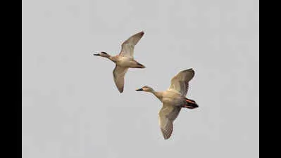 Rare Marbled Duck Spotted at Sultanpur National Park After 30 Years