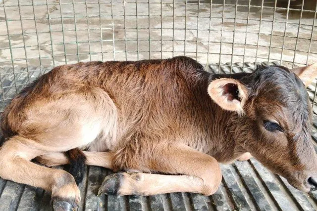 Badri Calf Reproduced Using OPU-IVF Technology in Uttarakhand