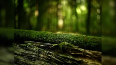 India's Updated National Biodiversity Strategy and Action Plan (NBSAP) Unveiled at UN Conference