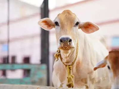 Maharashtra Grants the Status of 'Rajyamata-Gomata' to Indigenous Cows