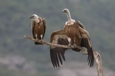 Vulture Census 2025 in Madhya Pradesh
