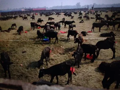 The Gadhimai Festival: Tradition, Controversy, and Animal Sacrifice