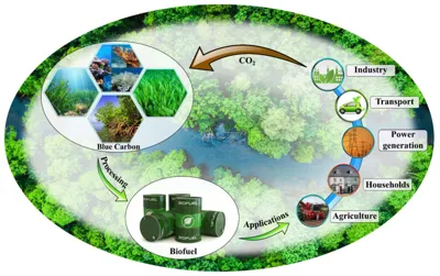 Blue Carbon and the Critical Role of Mangroves in Combating Climate Change