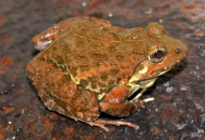 Discovery of New Frog Species in Maharashtra