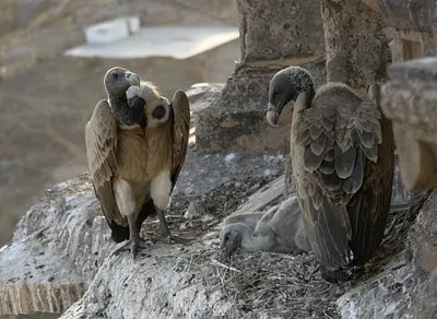 Madhya Pradesh Leads India in Vulture Population Growth