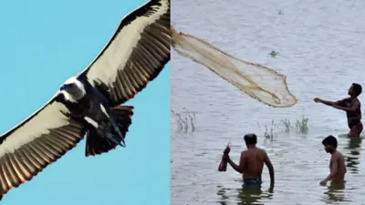Injured Vulture with 'Dhaka' Inscription Found in Jharkhand